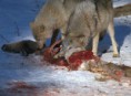 /album/fotogallerij/a1-wolf-6-jpg/